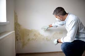 Best Environmental Consulting for Mold Prevention  in Rome, NY